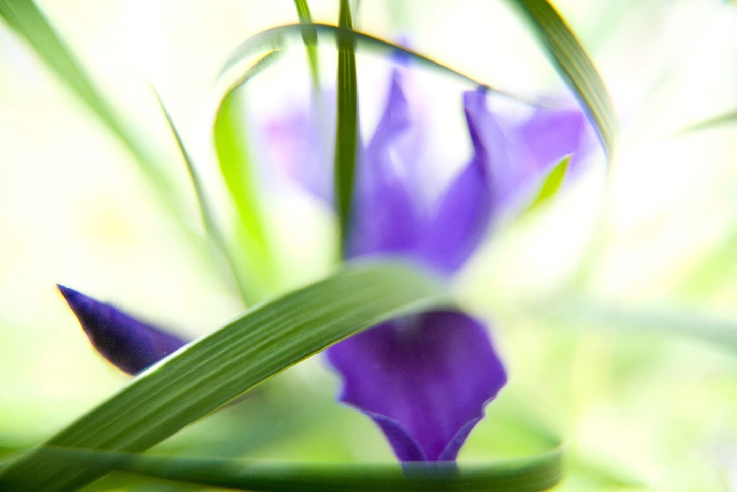 Douglas Iris, Ring Mountain