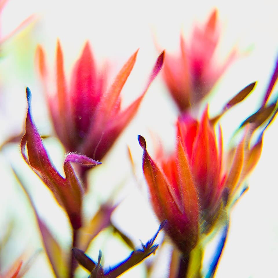 Great Red Paintbrush