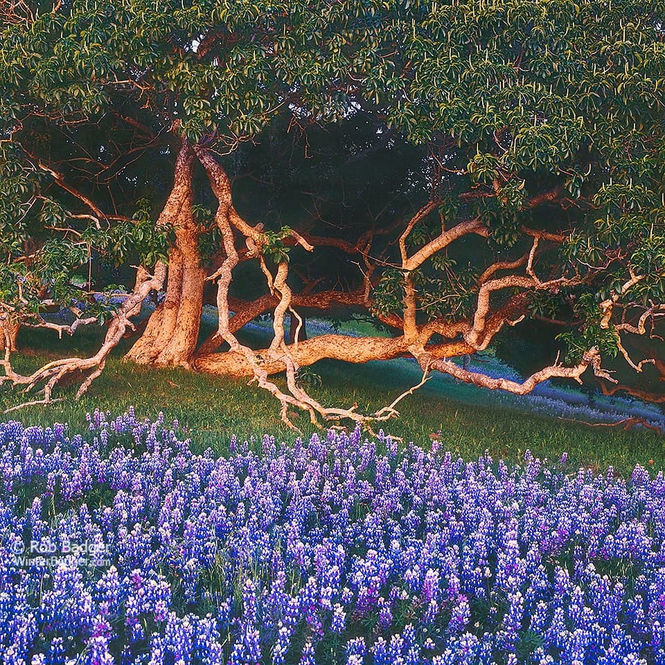 Buckeye After Sunset
