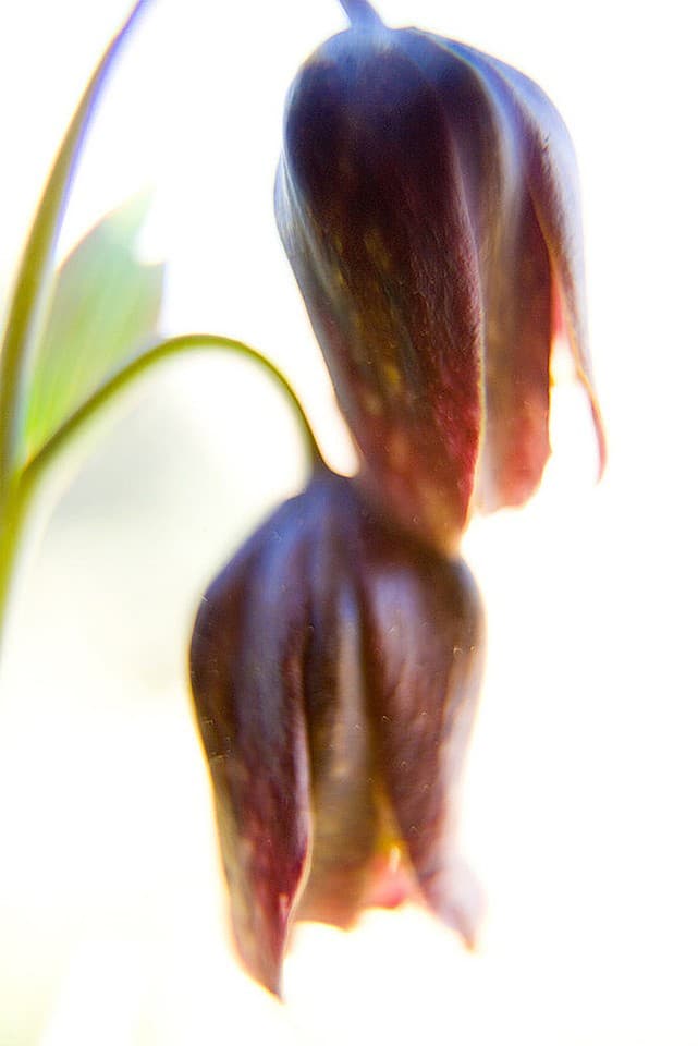 Mission Bells Lily