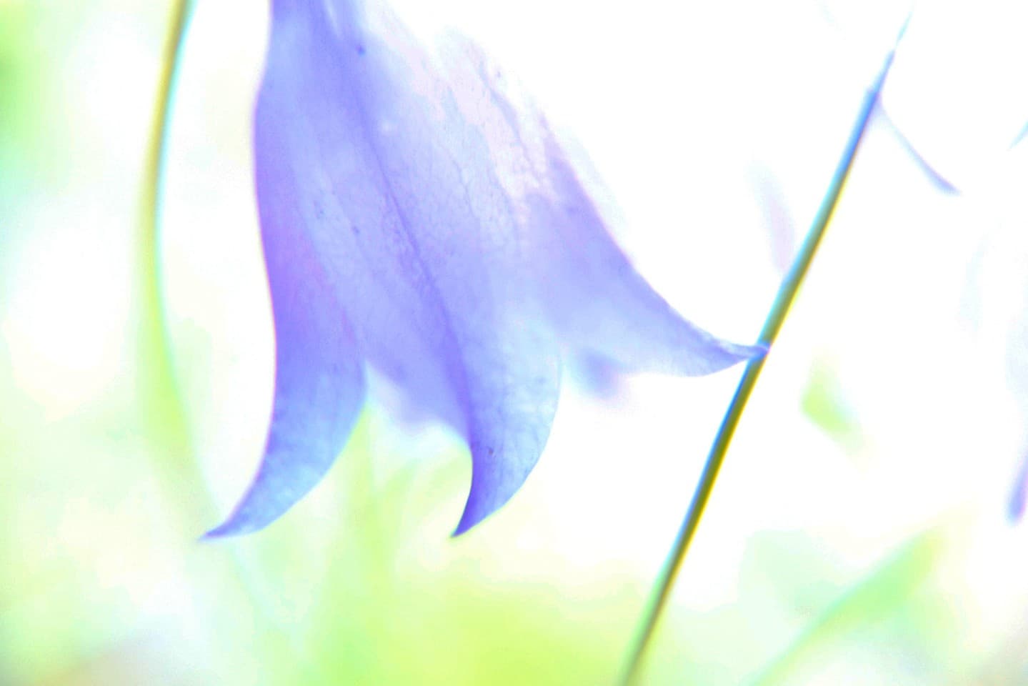 Common Harebell