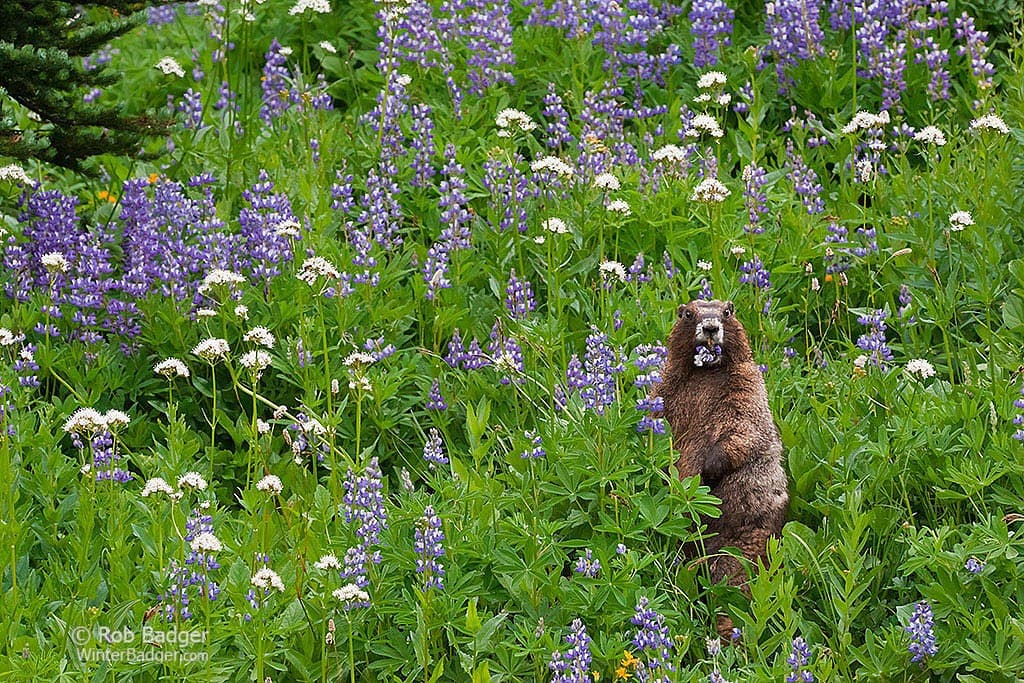 Marmot and Lupine